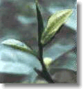 tea leaf
