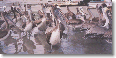 Pelicans on la playa municipal