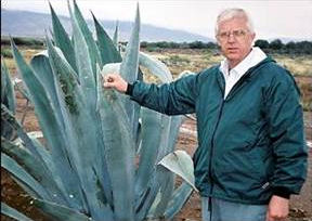 South African agave 