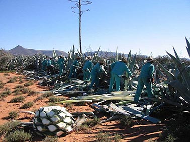 Cutting agave in Graaff Reinet