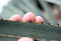 The teeth or spines on a blue agave