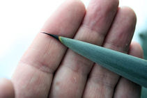 The thorny end of a blue agave leaf