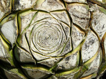 Agave top