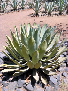 Different agave species from La Cofradia, blue agave in background