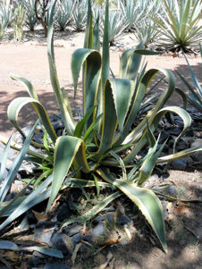 Different agave species from La Cofradia