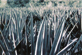 Agave field (duotone)