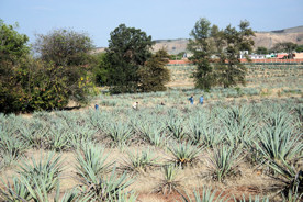 Agave field