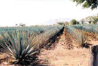 Agave field