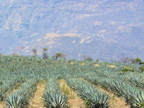 Agave fields at La Cofradia