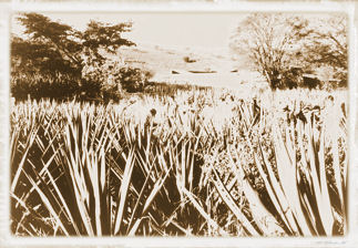 Agave fields