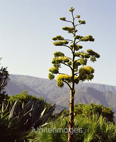 flowering quiote