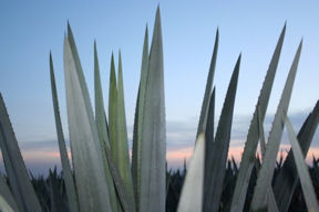 agave leaves