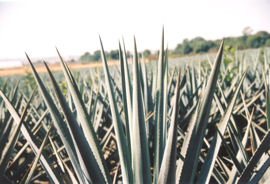 Agave leaves