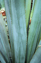 Agave leaves