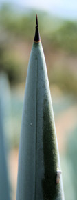 Agave thorn