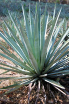 Blue agave