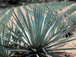 Agave (whole)