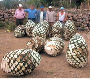 Large agave heads