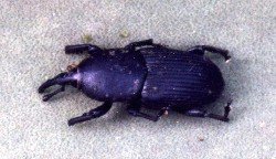 Agave weevil