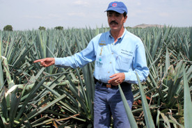 Carlos Camarena in an agave field