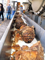 Roasted agave on conveyor from horno