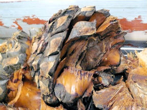 Cooked agave head