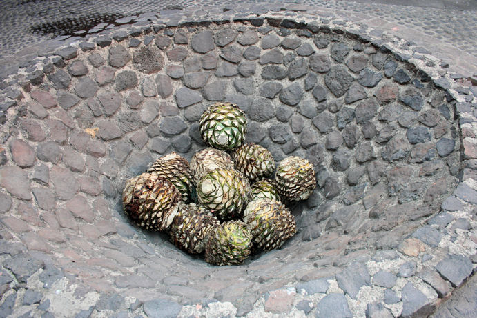 Cooking pit for mezcal