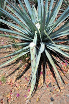 Quiote stalk cut from agave