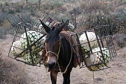 Transporting pi�as by donkey