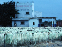 Drying agave sisalana fibers