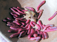 Gusanos rojos