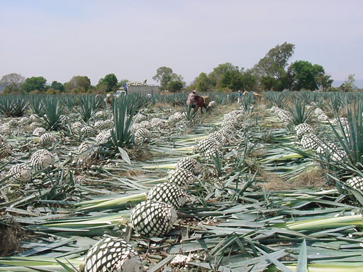 Harvesting blue agave