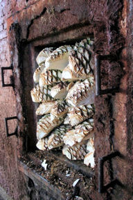 Horno packed with agave
