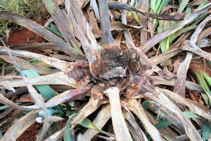 Agave plant dead from fungus/soft rot infection