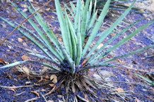 Jacaranda leaves on agave plant