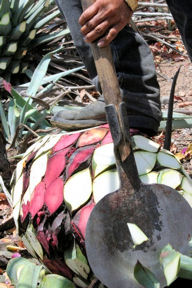 Jimador trimming leaves