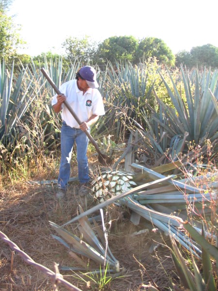 Jimador at work