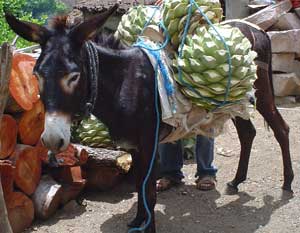 Burro with agave heads for mezcal