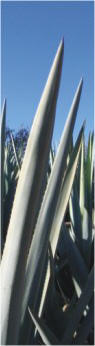 Agave leaves