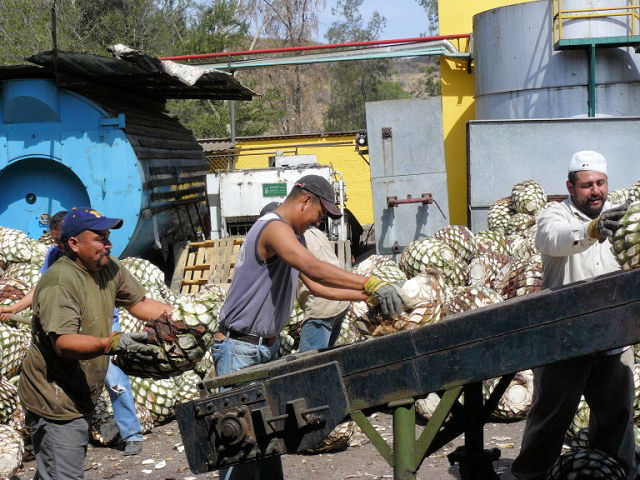 Loading pi�as at Tequilana