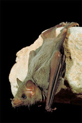 Mexican long-nosed bat, Leptonycteris nivalis 