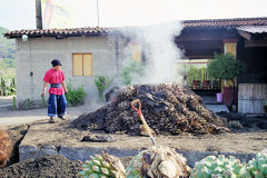 Removing the cooked agave