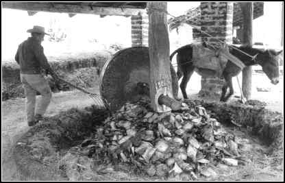 Grinding roasted agave for mezcal
