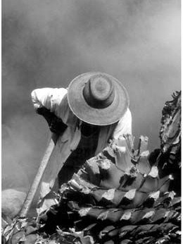 Mezcalero