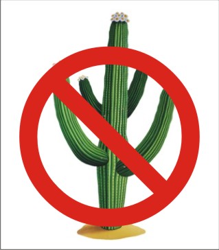Agave is NOT a cactus