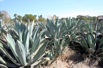 Another agave field (not blue agave - agave americana?)