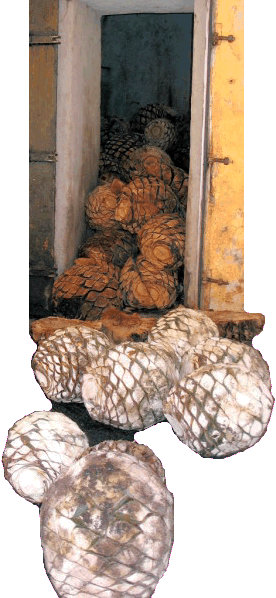 Horno with cooked agave