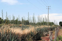 Abandoned agave field in Los Altos - note quiotes and weeds