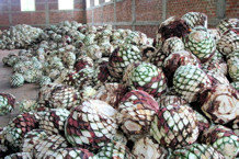 Ripe pi�as ready for cooking