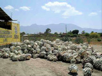 Agave in Oaxaca waiting to be shipped to Jalisco